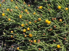 Pentzia globosa