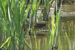 Porzana porzana