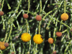 Pentzia globosa