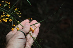 Daviesia wyattiana