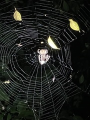 Araneus ventricosus
