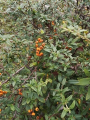 Pyracantha