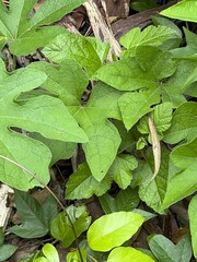 Trichosanthes subvelutina
