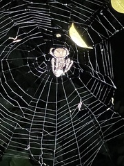 Araneus ventricosus