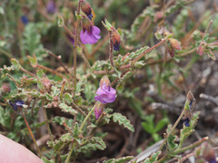 Hermannia coccocarpa