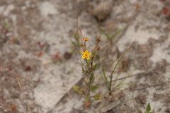 Zaluzianskya divaricata