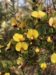 Bossiaea cinerea