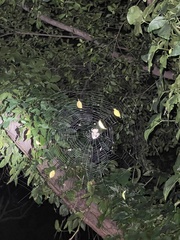 Araneus ventricosus