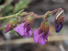 Hermannia coccocarpa
