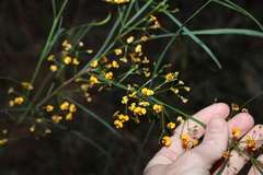 Daviesia wyattiana