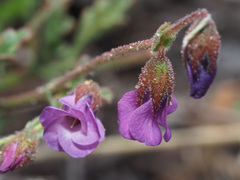 Hermannia coccocarpa