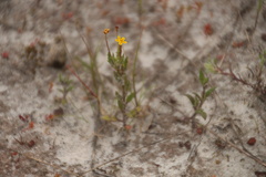 Zaluzianskya divaricata