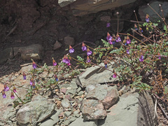 Hermannia coccocarpa