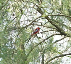 Platycercus elegans elegans