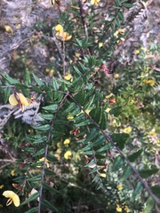 Bossiaea cinerea