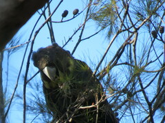 Calyptorhynchus lathami