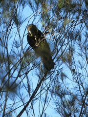 Calyptorhynchus lathami