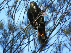 Calyptorhynchus lathami