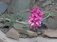 Indigofera meyeriana
