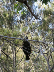 Calyptorhynchus lathami