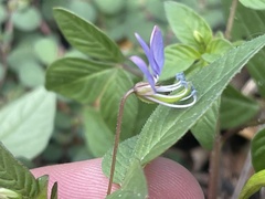 Cleome rutidosperma