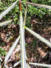 Pseudopanax crassifolius