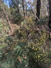 Bossiaea cinerea