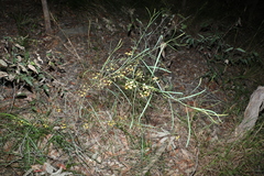 Daviesia wyattiana