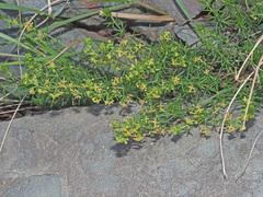 Galium capense