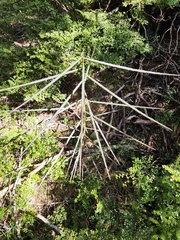 Pseudopanax crassifolius