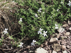 Jamesbrittenia tysonii