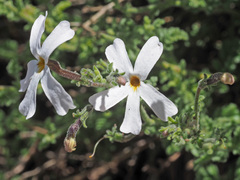 Jamesbrittenia tysonii