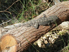Pogona barbata