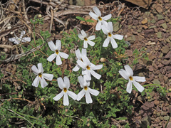 Jamesbrittenia tysonii