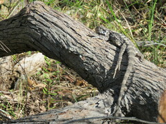 Pogona barbata