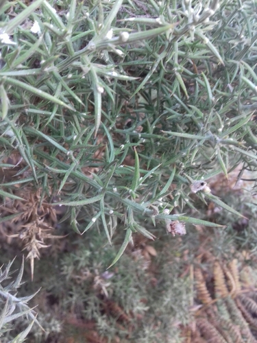 Dasineura ulicis