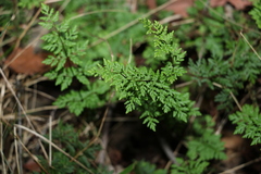 Cheilanthes sieberi sieberi