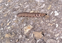 Deilephila porcellus