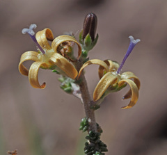 Wahlenbergia nodosa