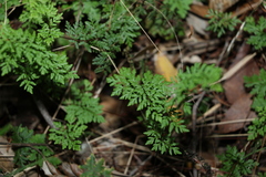 Cheilanthes sieberi sieberi