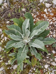 Verbascum lychnitis