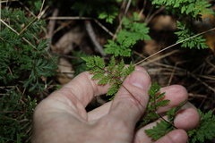 Cheilanthes sieberi sieberi