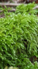Eurhynchium