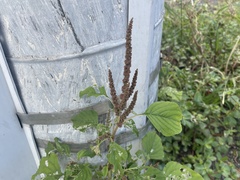 Amaranthus viridis