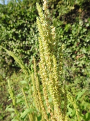 Amaranthus hybridus