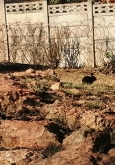 Oryctolagus cuniculus domesticus