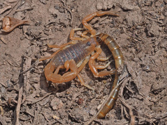 Parabuthus planicauda