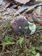 Russula mariae