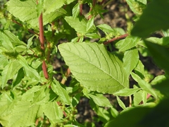 Amaranthus hybridus