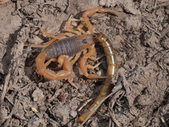 Parabuthus planicauda